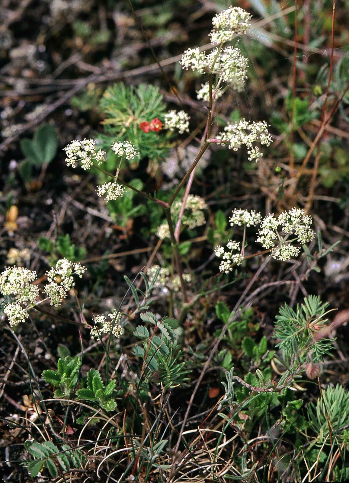 Trinia glauca (L.) Dumort.