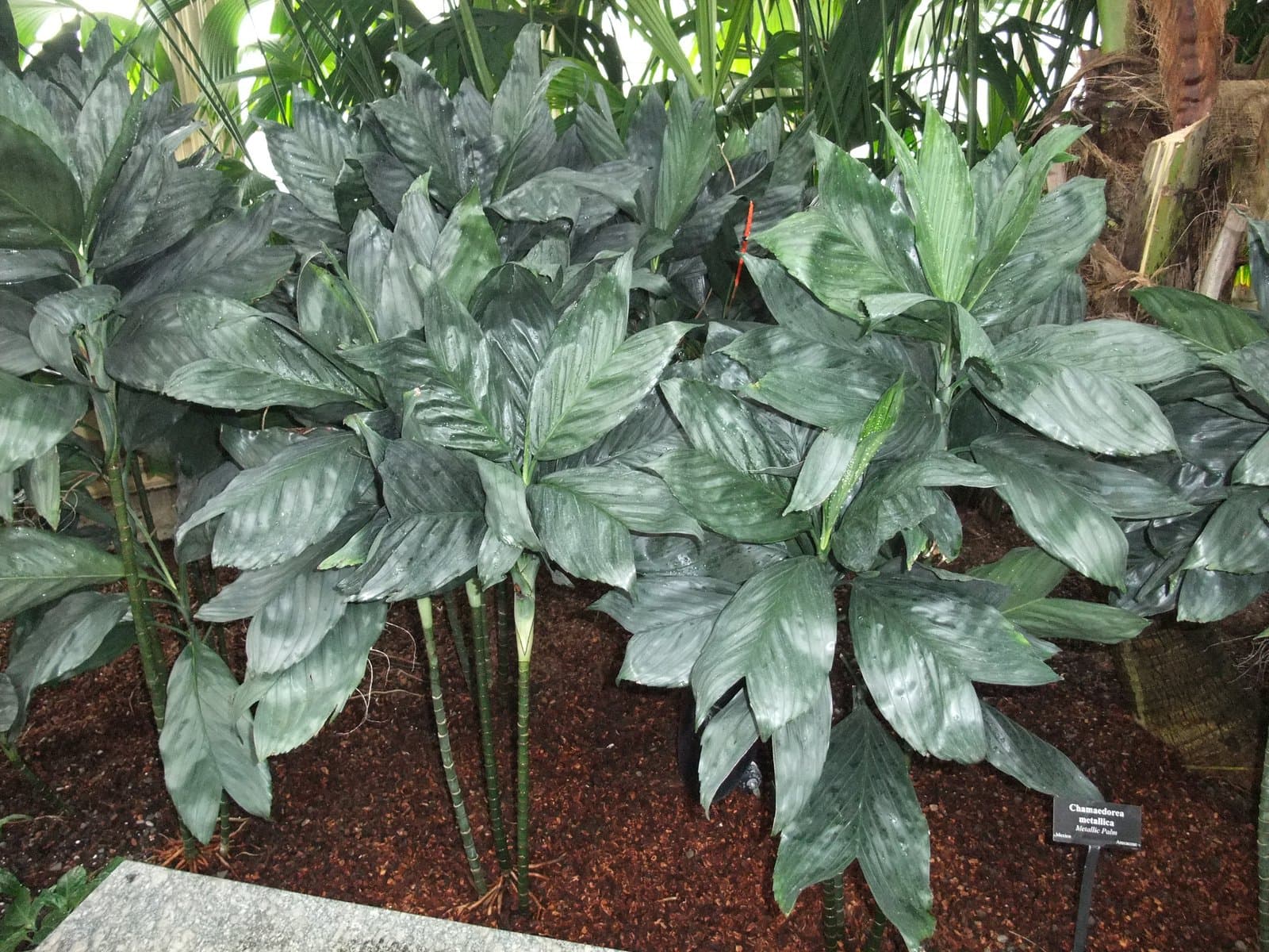 Chamaedorea metallica O.F.Cook ex H.E.Moore
