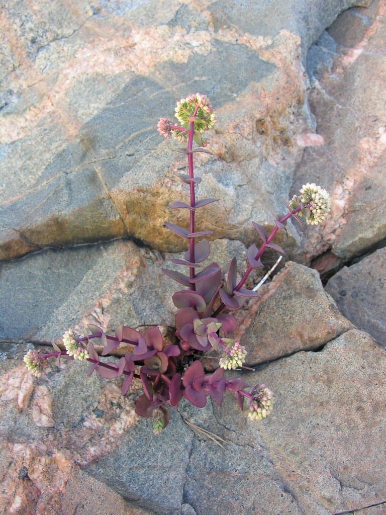 Hylotelephium maximum (L.) Holub