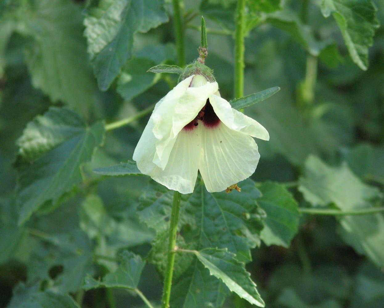 Hibiscus diversifolius Jacq.
