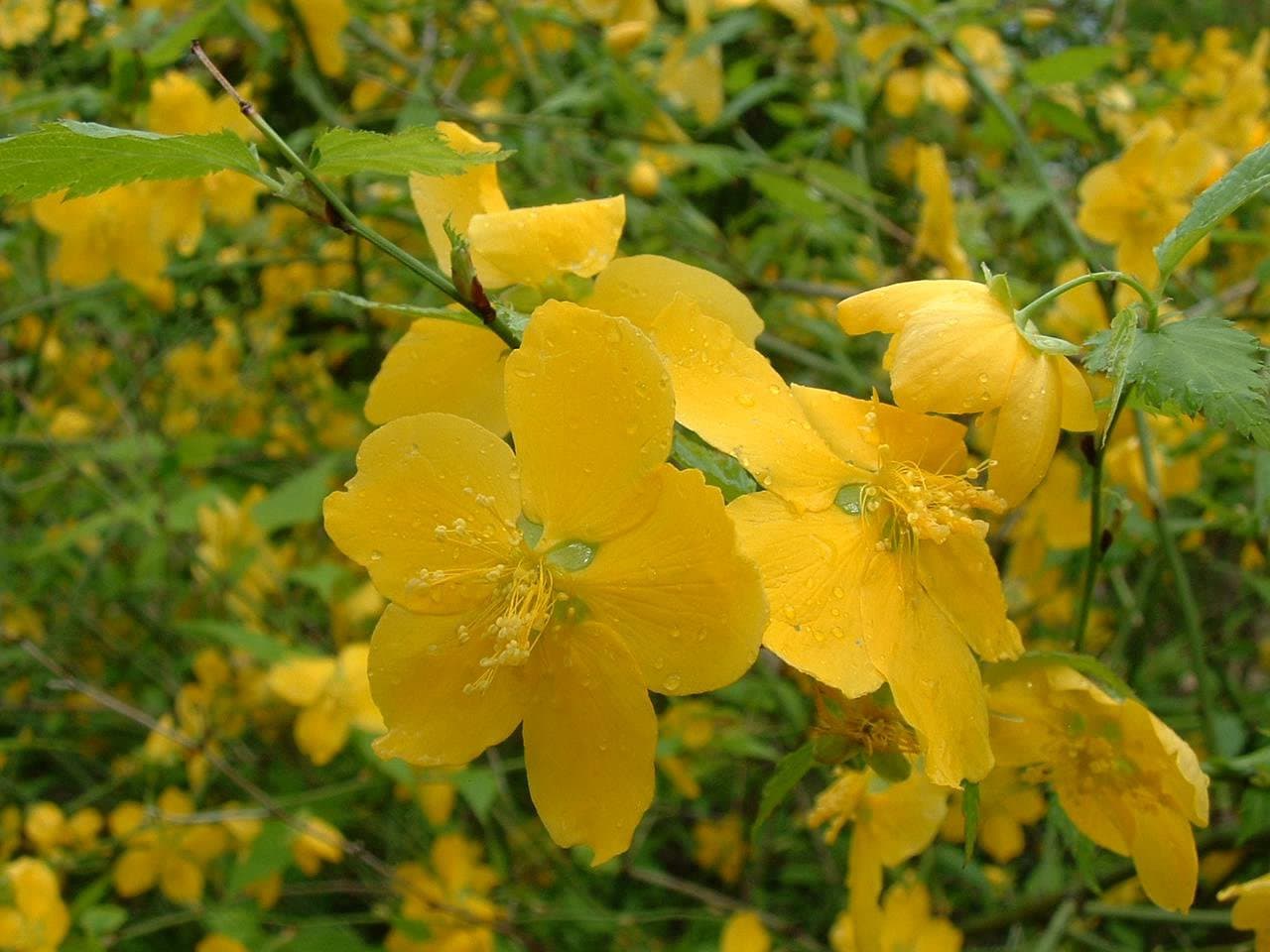 Kerria japonica (L.) DC.