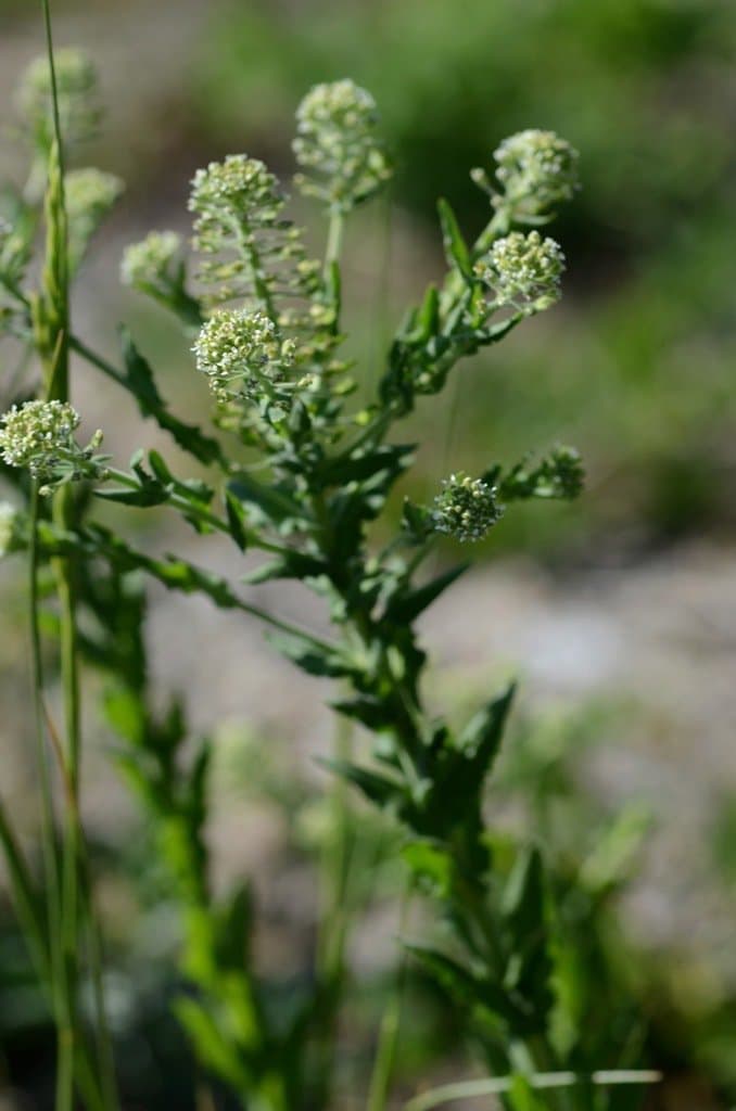Lepidium campestre (L.) W.T.Aiton