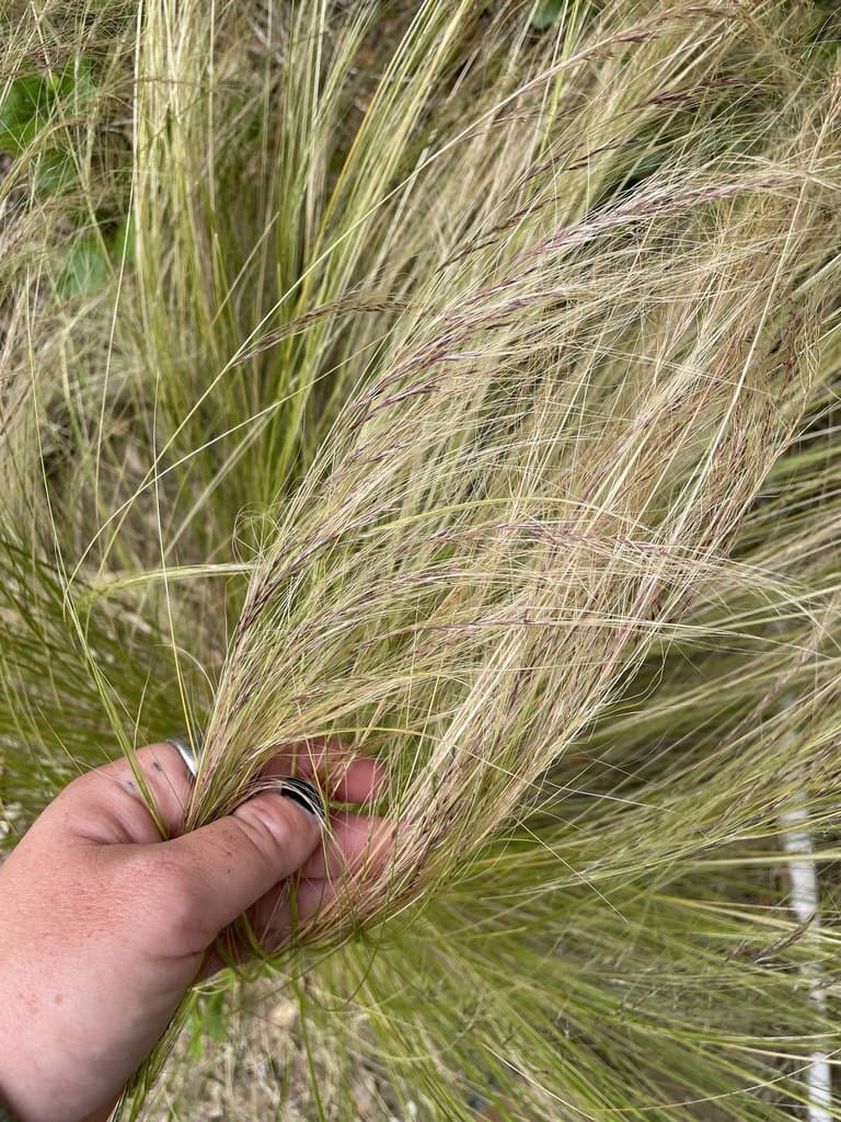 Nassella tenuissima (Trin.) Barkworth