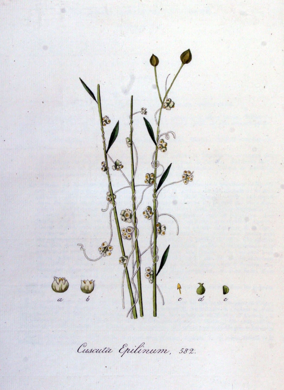 Cuscuta epilinum Weihe