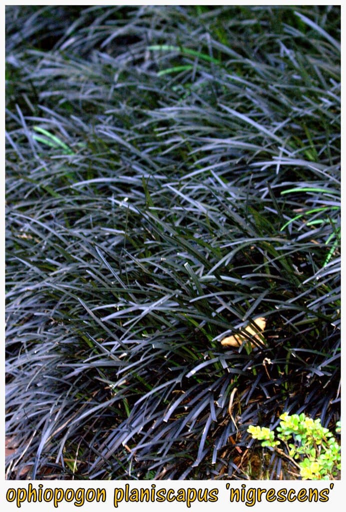 Ophiopogon planiscapus Nakai