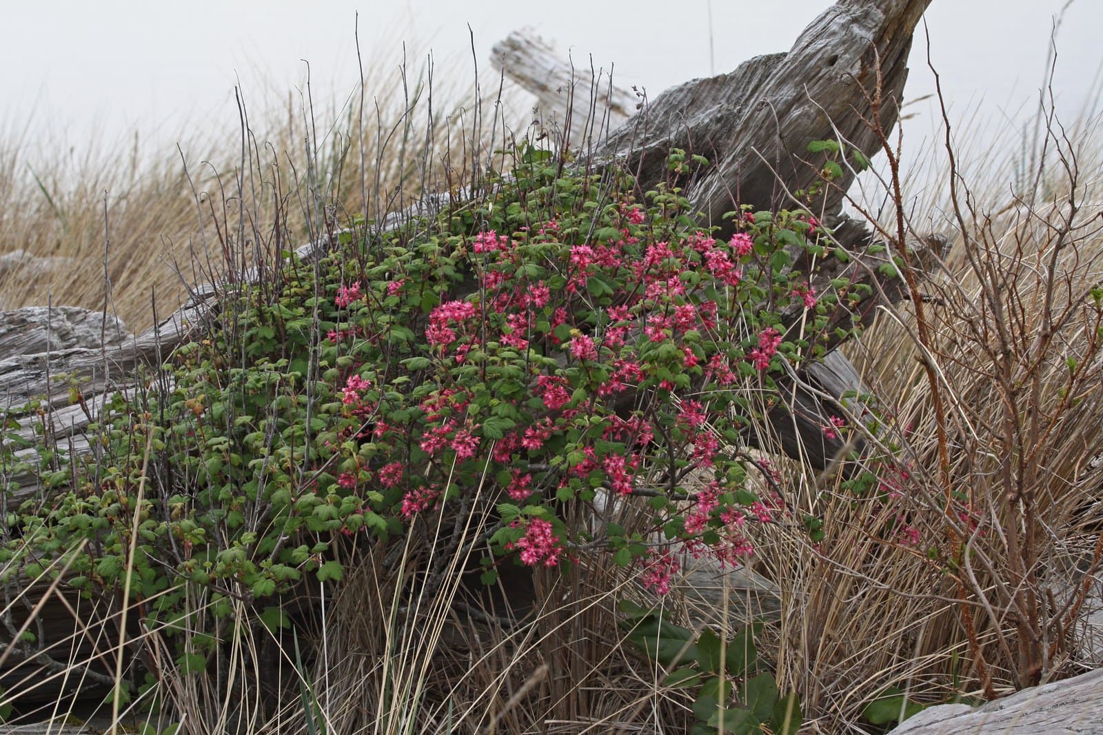 Ribes sanguineum Pursh