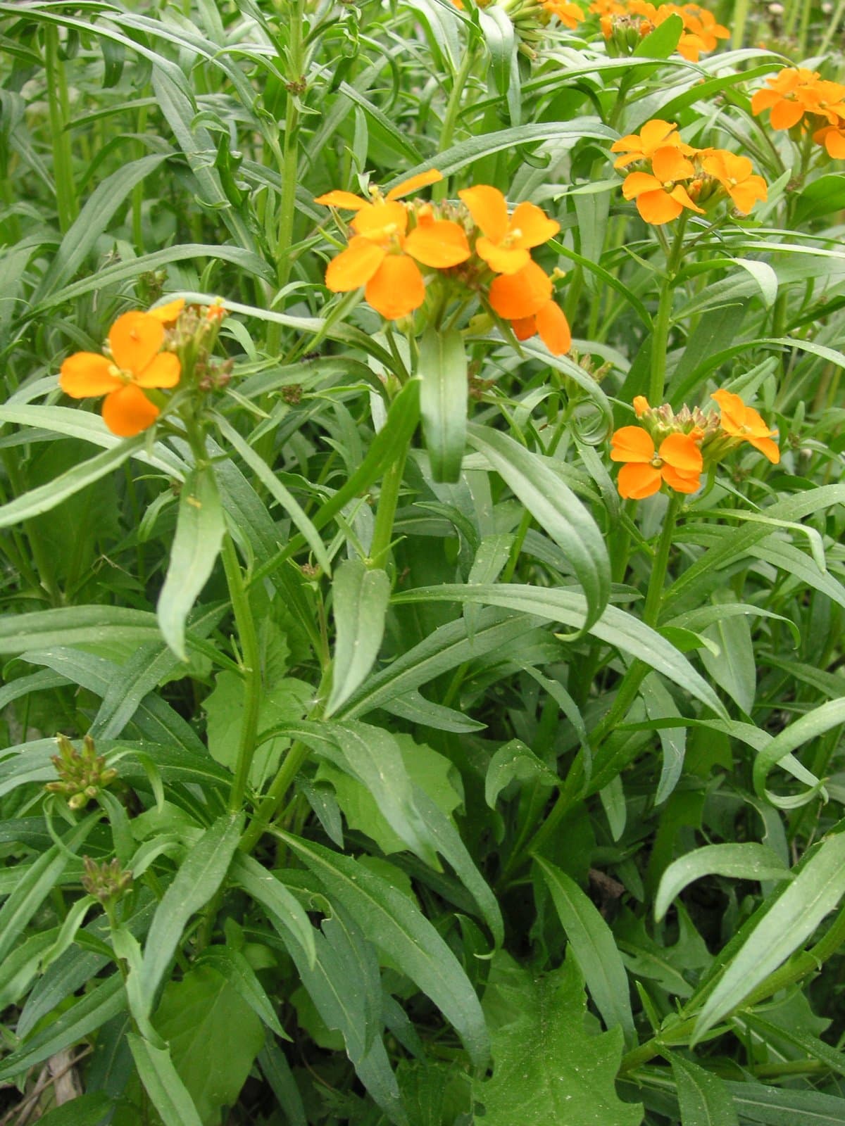 Erysimum marshallii Bois