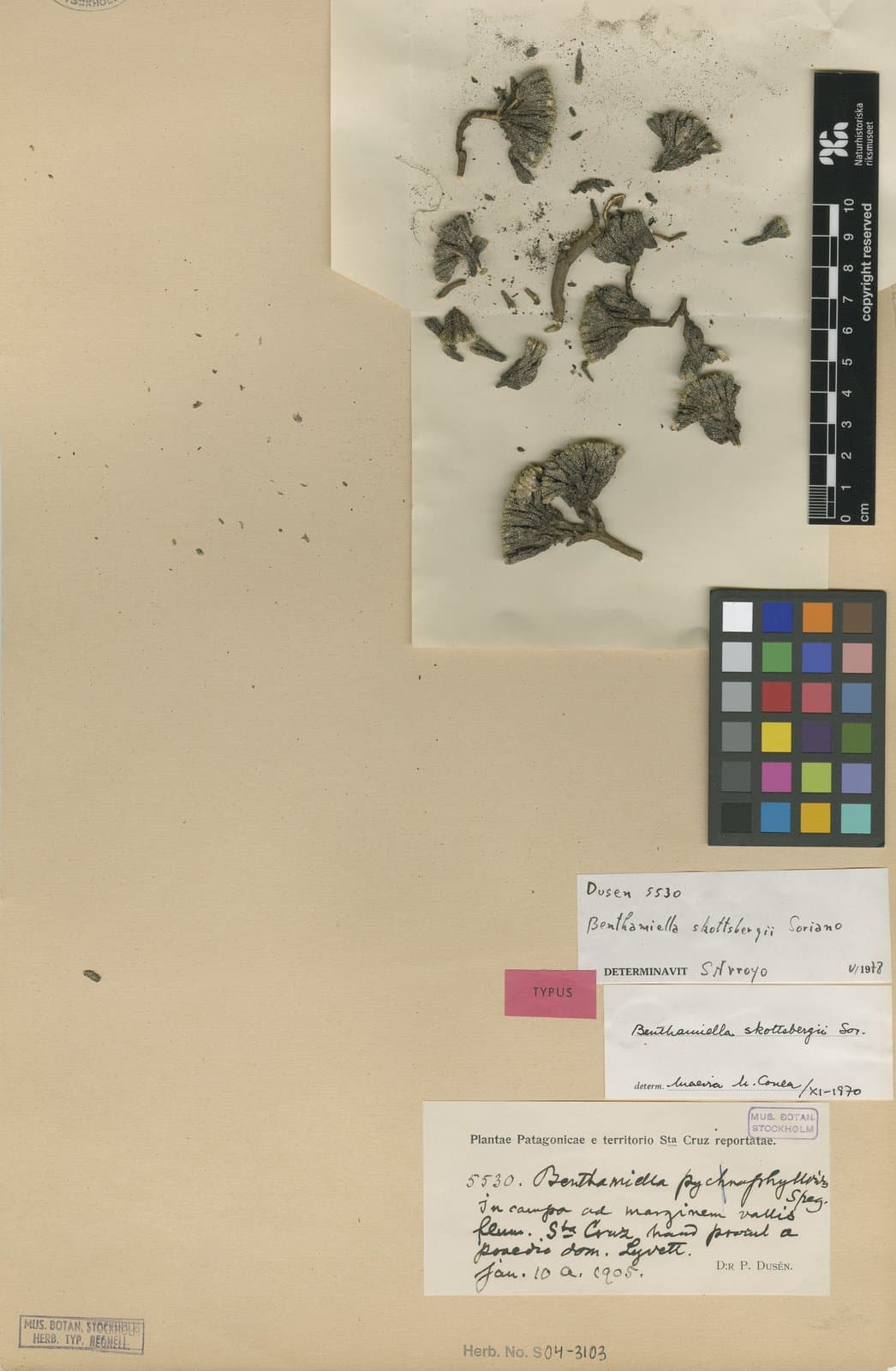 Benthamiella skottsbergii A.Soriano