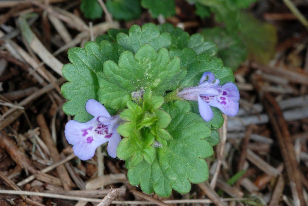 Glechoma hederacea L.