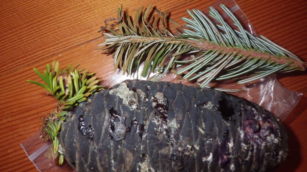 Abies amabilis Douglas ex J.Forbes