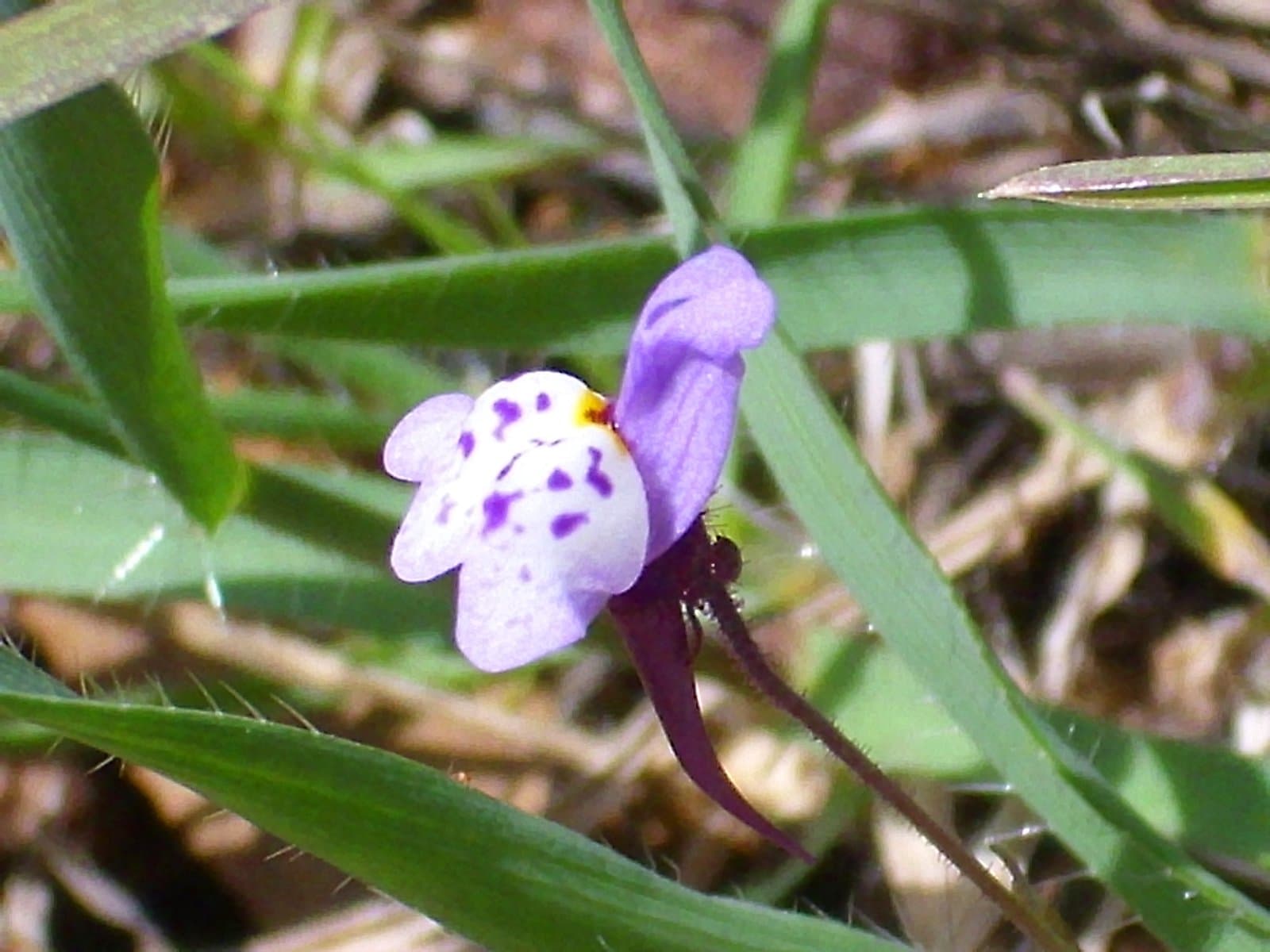 Linaria amethystea (Vent.) Hoffmanns. & Link