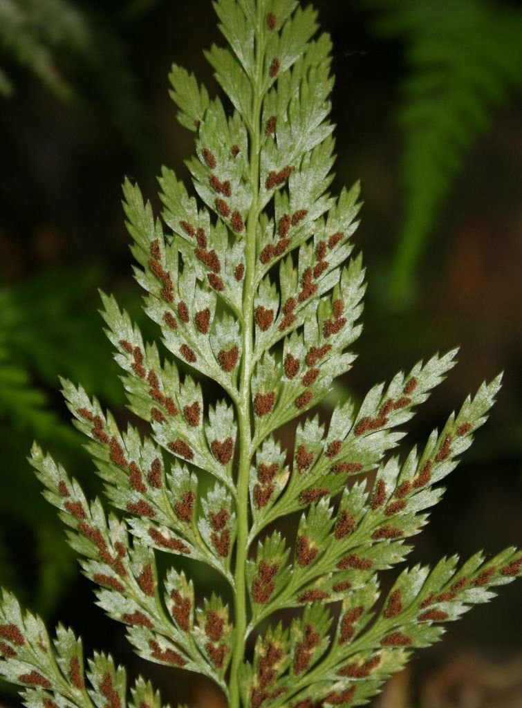 Asplenium onopteris L.