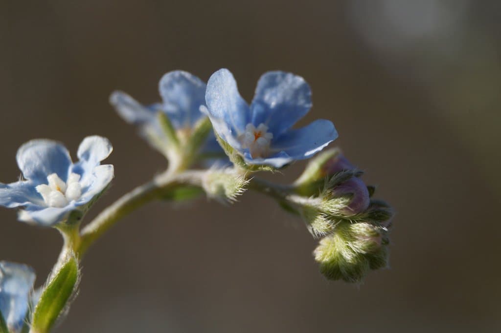 Lappula barbata (M.Bieb.) Gürke