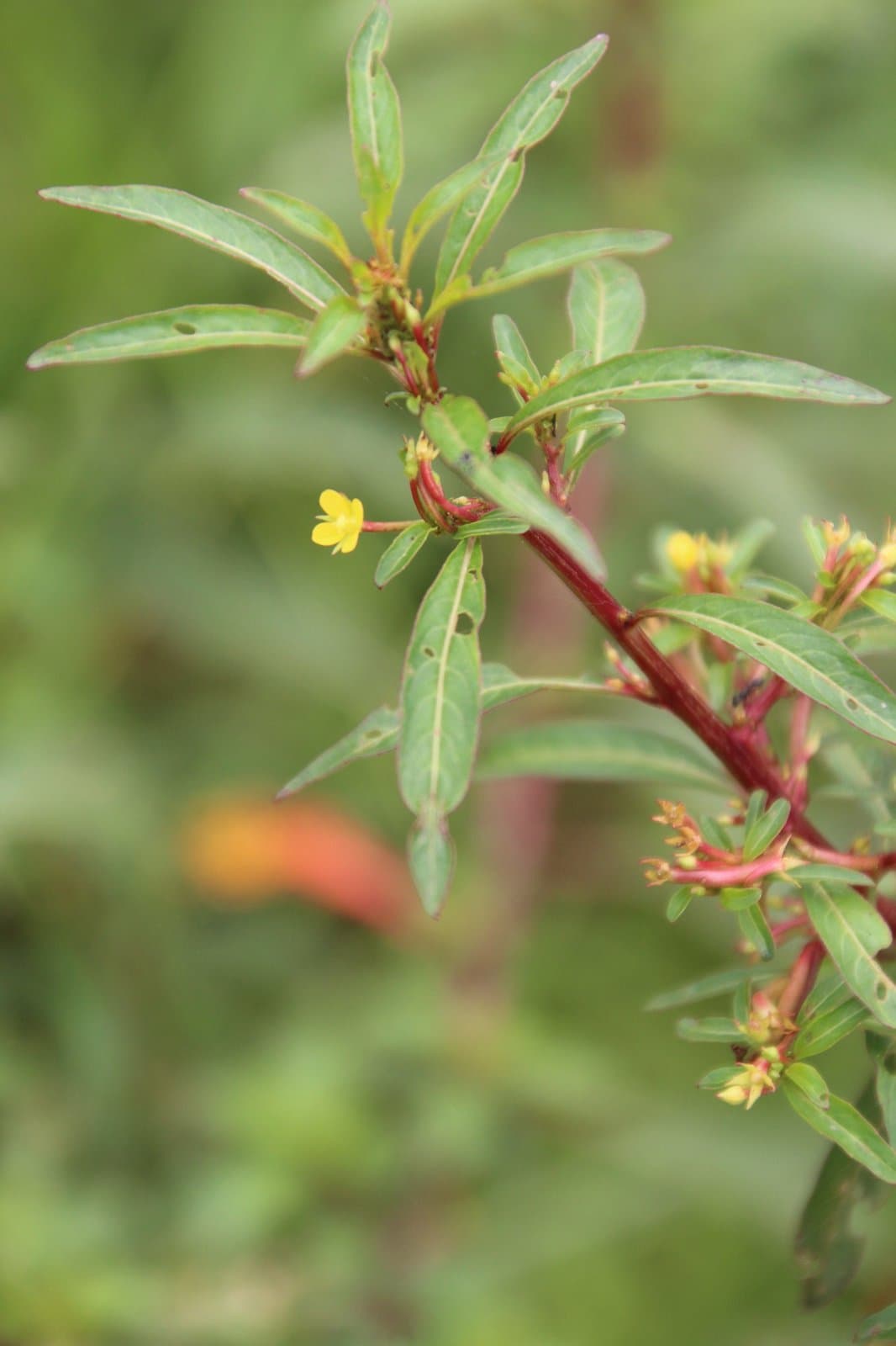 Ludwigia abyssinica A.Rich.