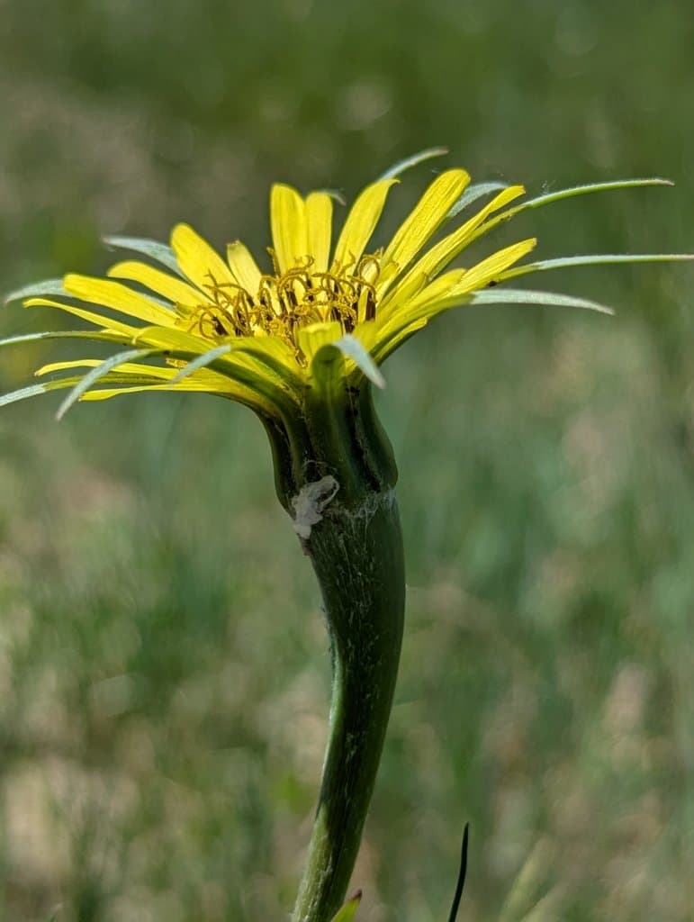 Tragopogon dubius Scop.