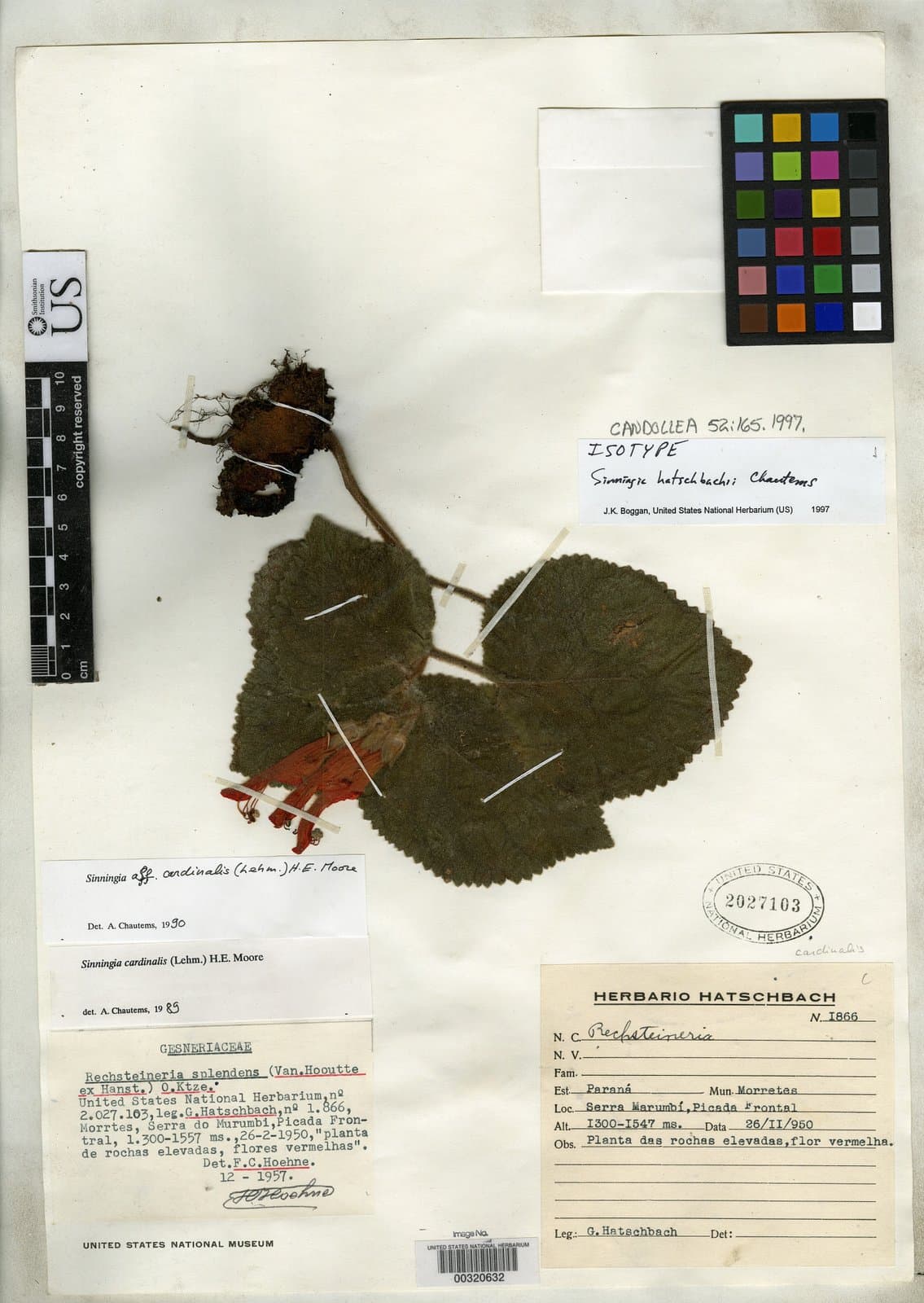 Sinningia hatschbachii Chautems