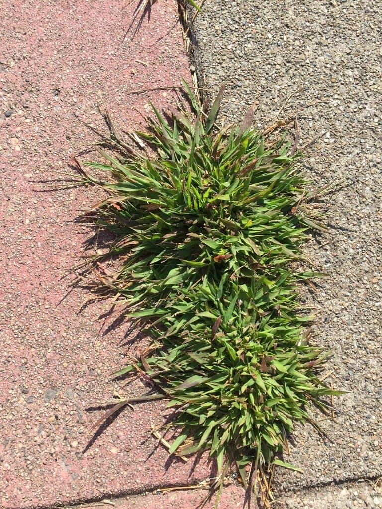 Digitaria ischaemum (Schreb.) Muhl.