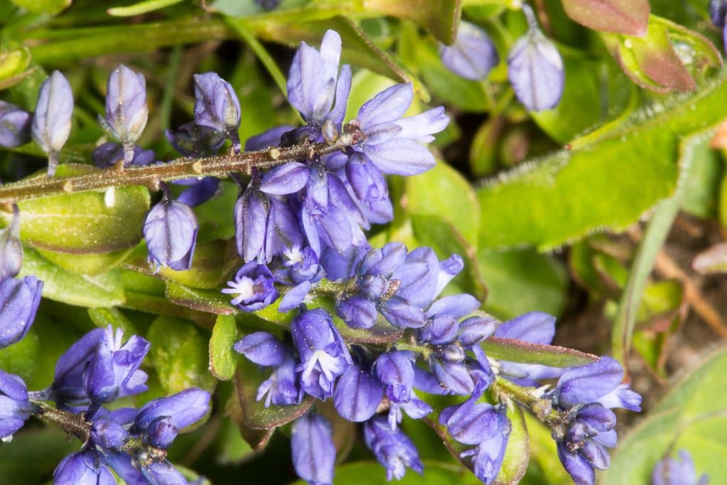 Polygala alpestris Rchb.