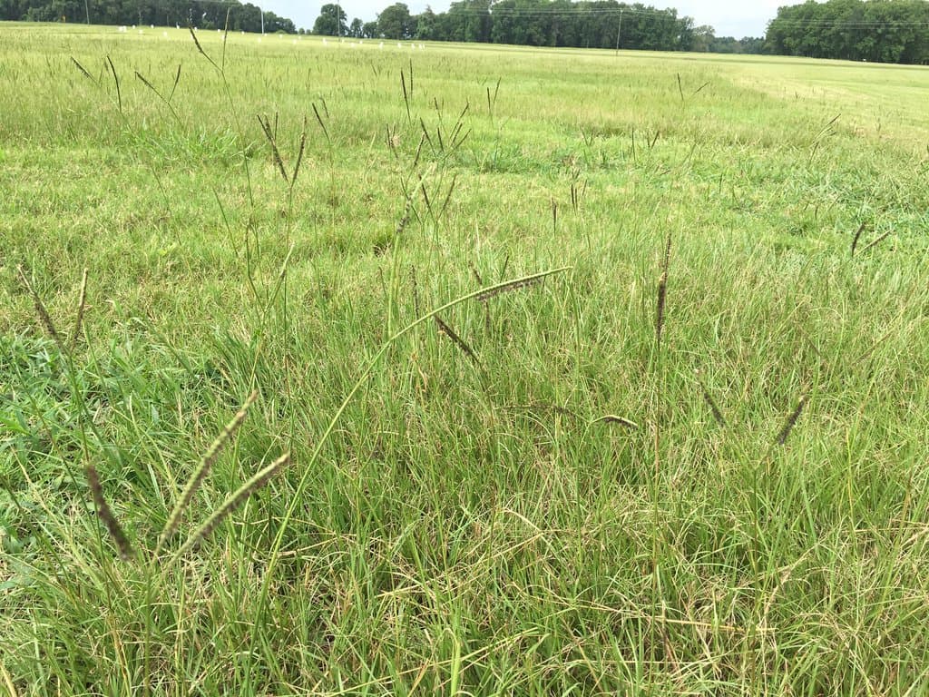 Paspalum notatum Flüggé