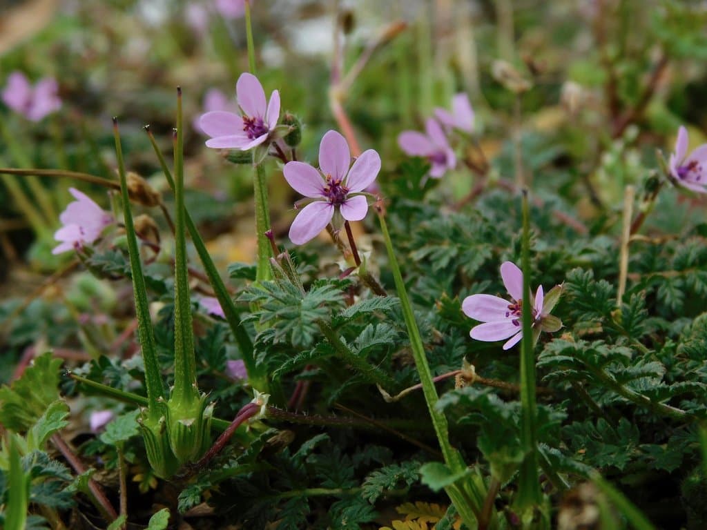 Erodium cicutarium (L.) L'Hér.