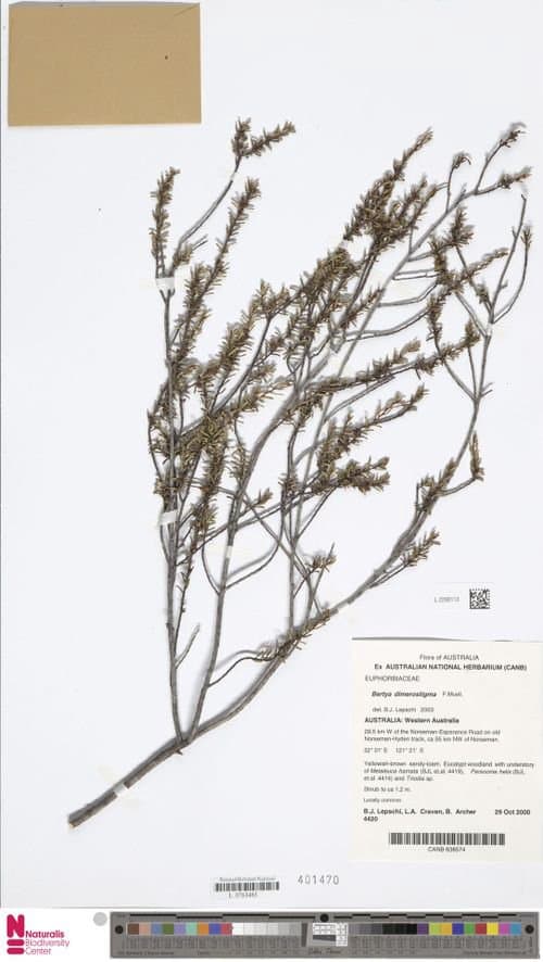 Bertya dimerostigma F.Muell.