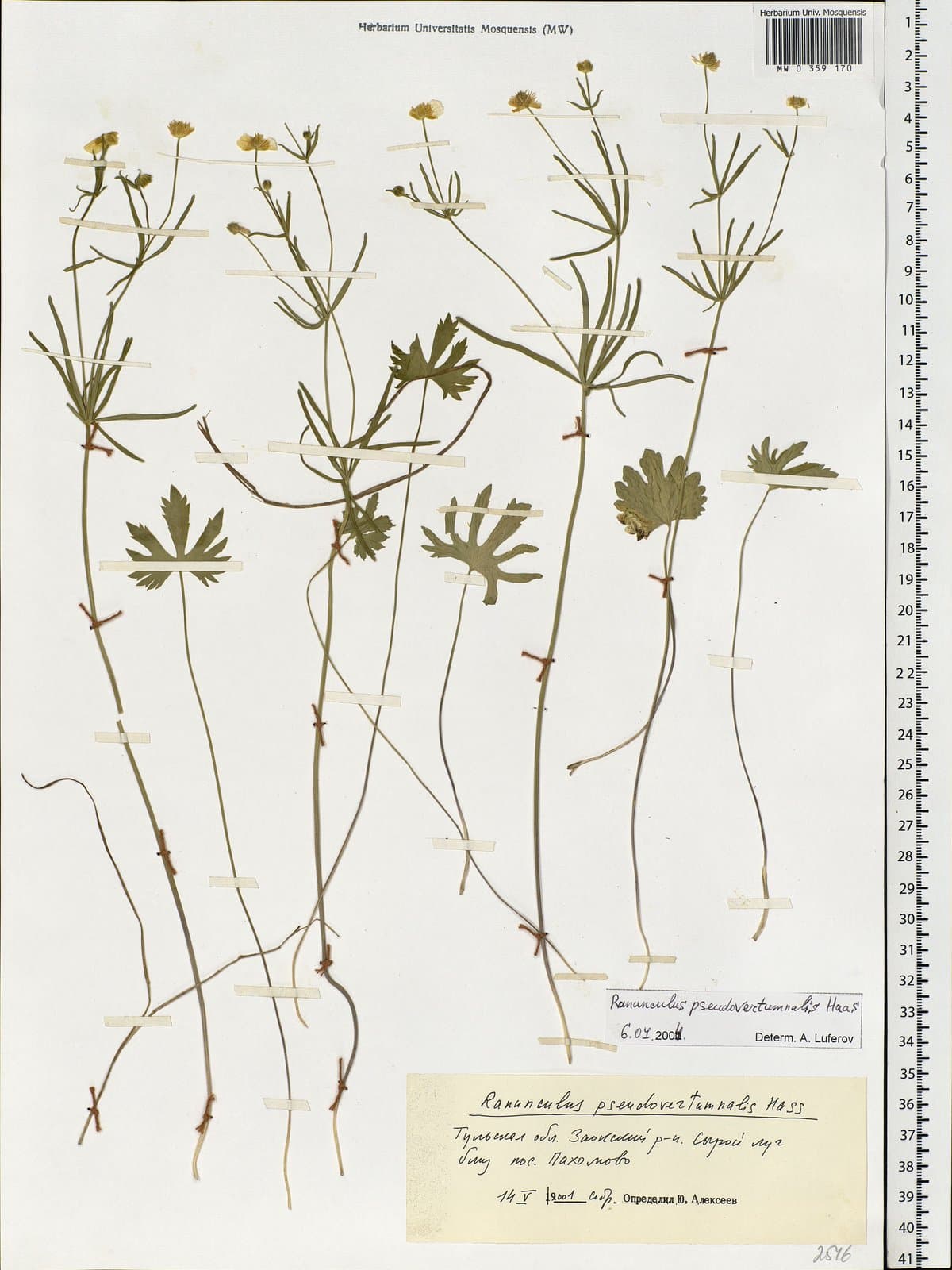 Ranunculus pseudovertumnalis Haas