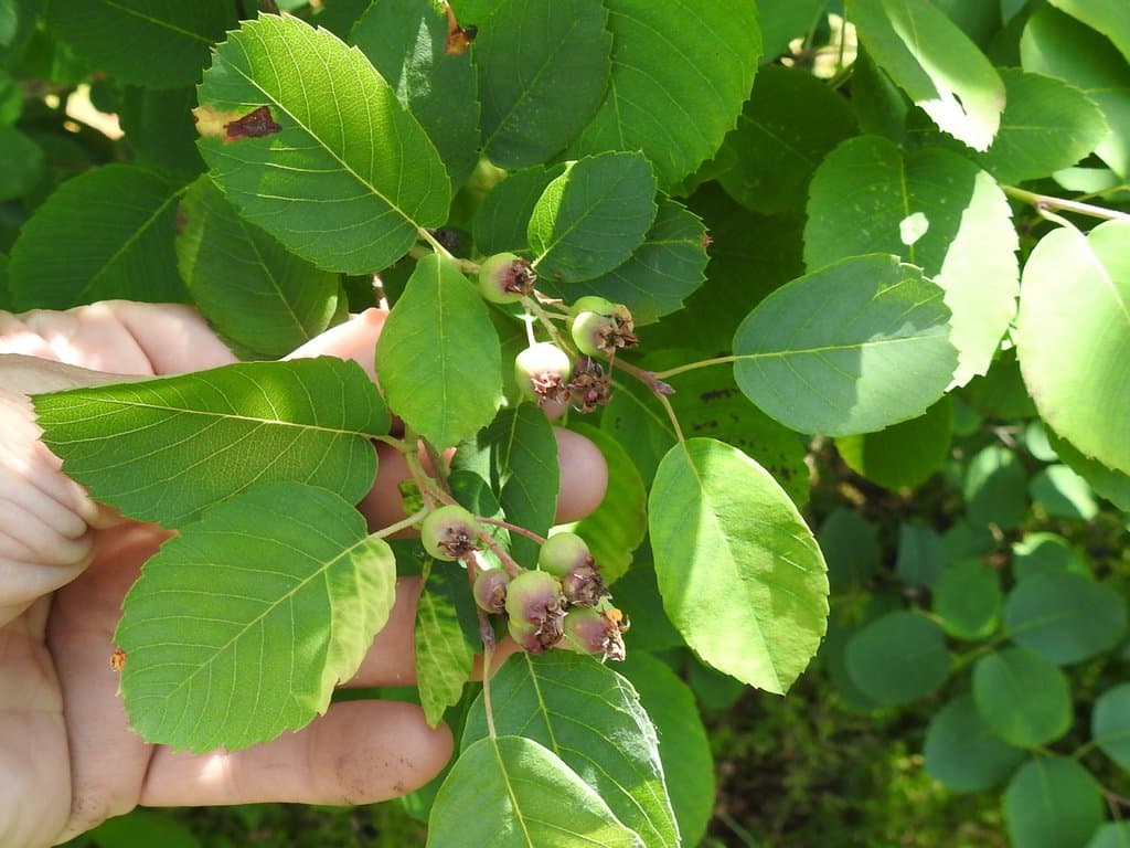 Amelanchier alnifolia (Nutt.) Nutt.
