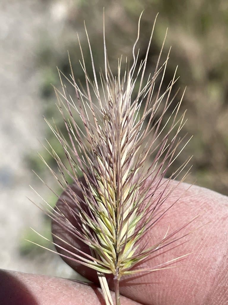 Hordeum marinum Huds.