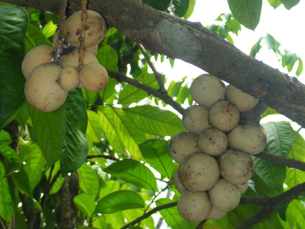 Lansium domesticum Corrêa