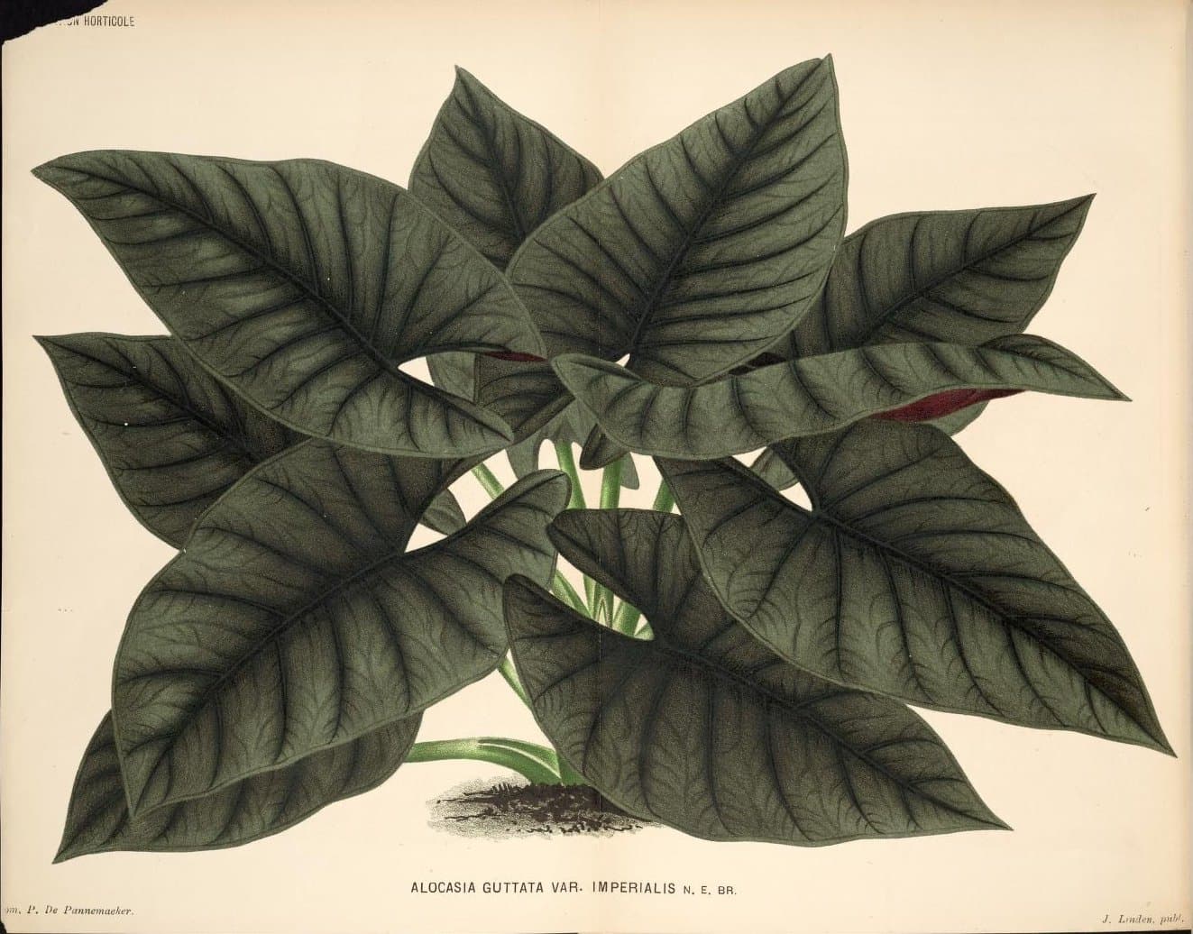 Alocasia nebula A.Hay
