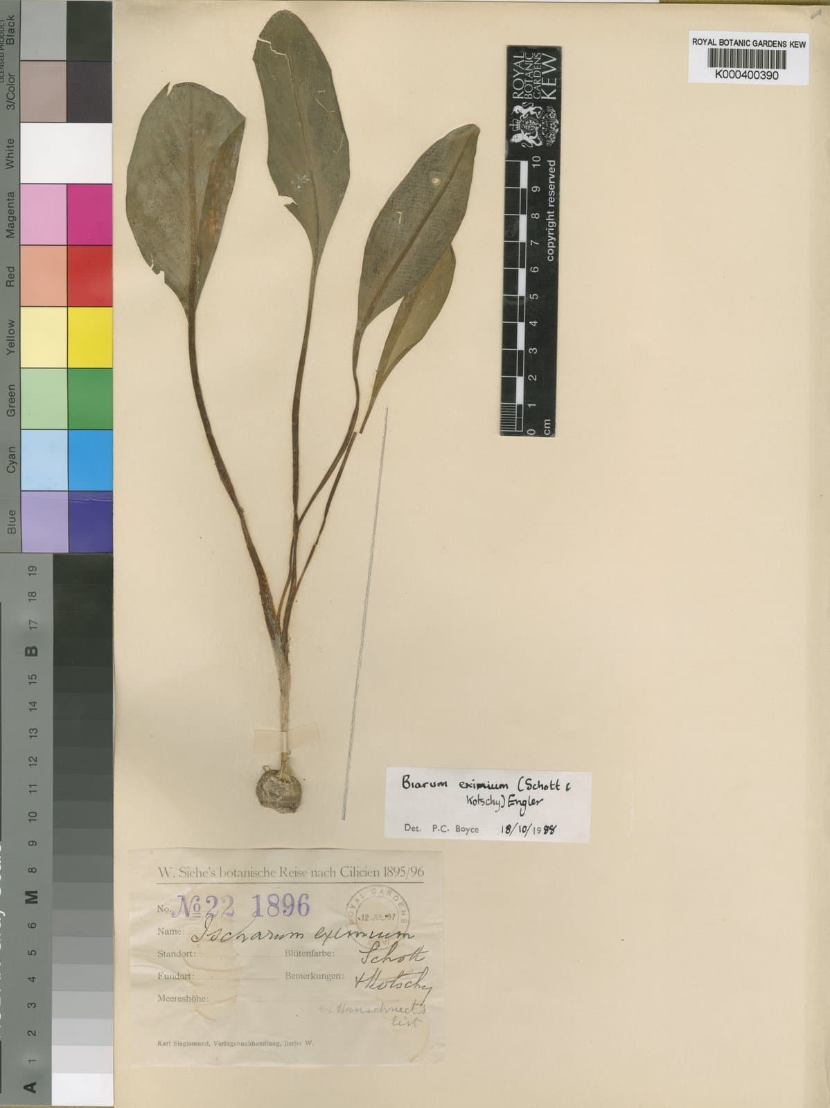 Biarum eximium (Schott & Kotschy) Engl.
