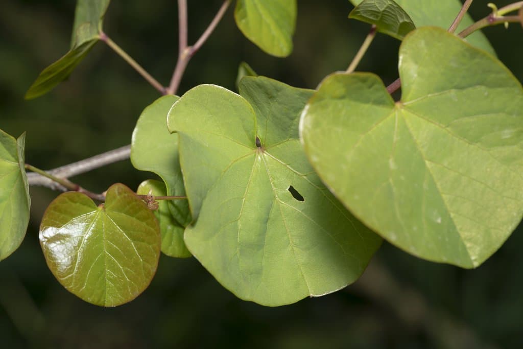 Cercis siliquastrum L.