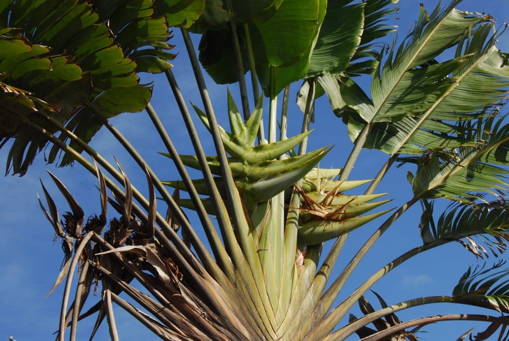 Ravenala madagascariensis Sonn.