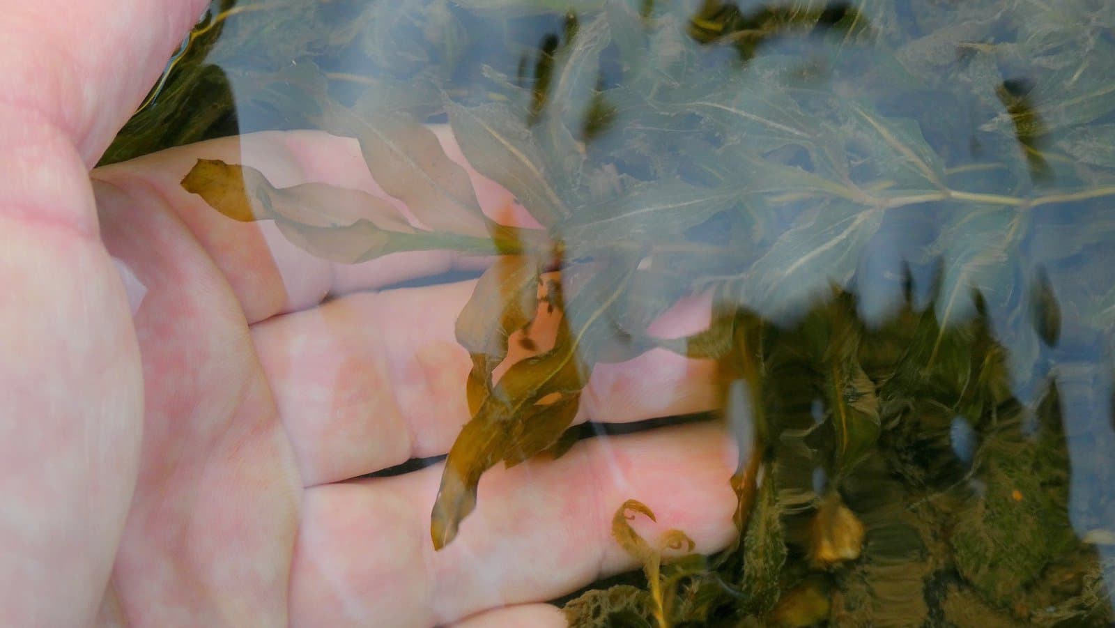 Potamogeton ×nitens Weber