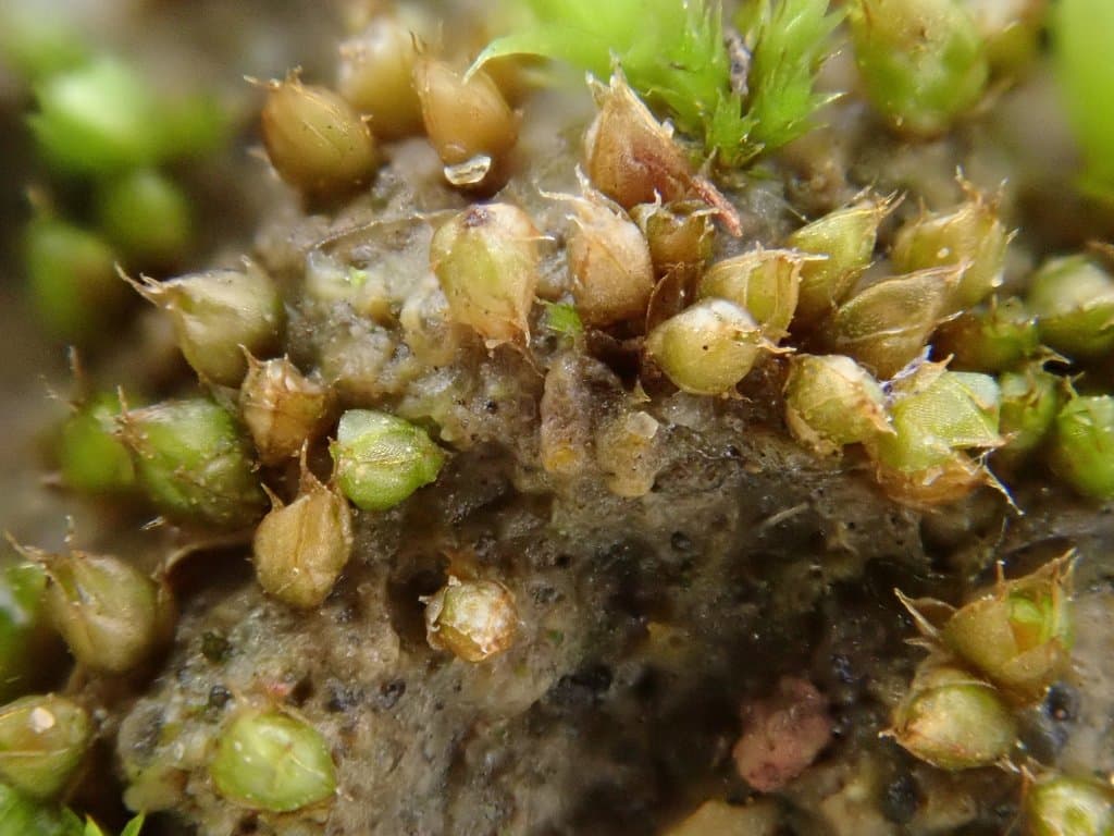 Acaulon triquetrum (Spruce) Müll.Hal.