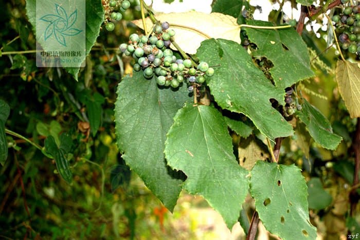Vitis bellula (Rehder) W.T.Wang