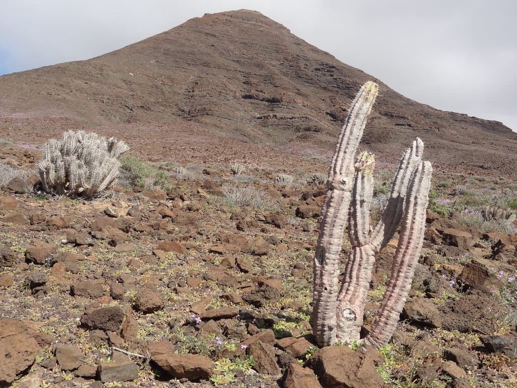 Euphorbia handiensis Burchard