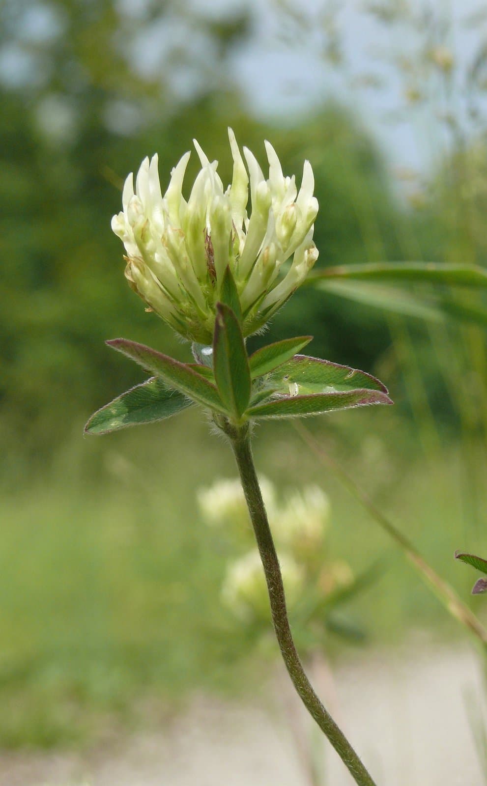 Trifolium ochroleucon Huds.