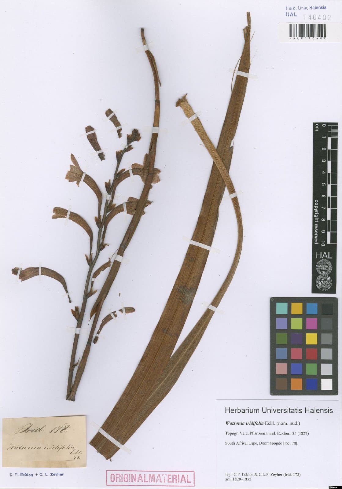 Watsonia iridifolia Eckl., 1827