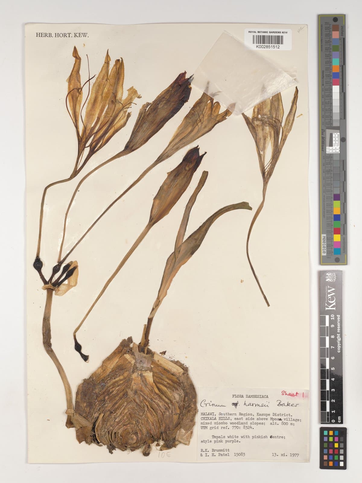 Crinum harmsii Baker