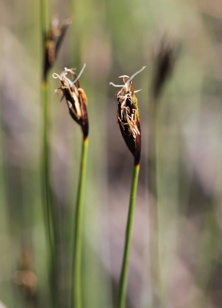 Schoenus ferrugineus L.