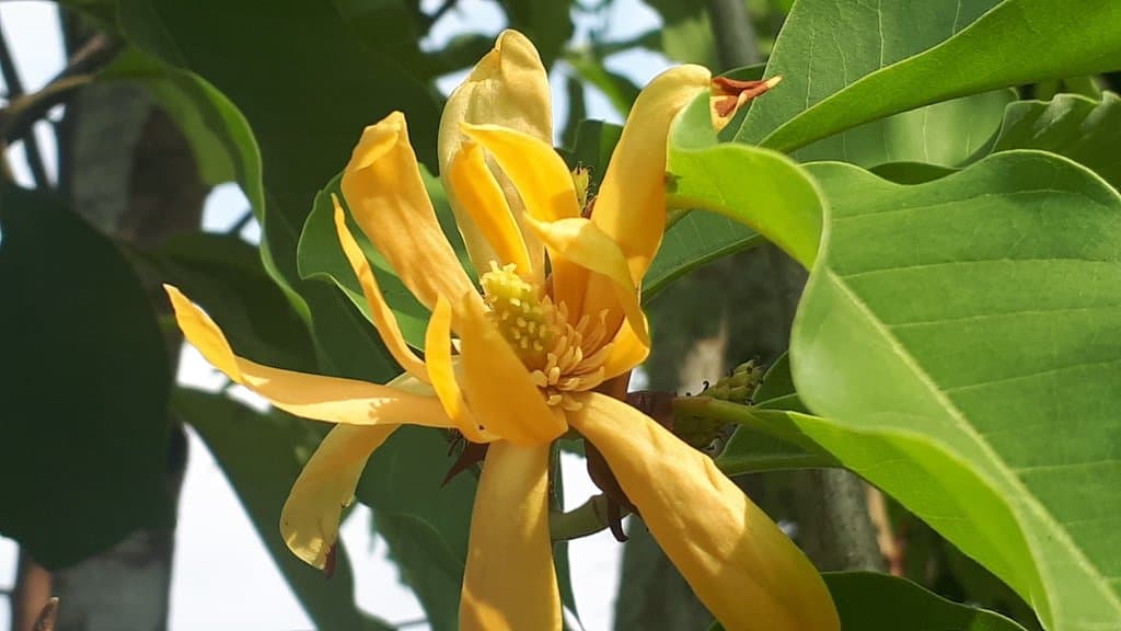 Magnolia champaca (L.) Baill. ex Pierre