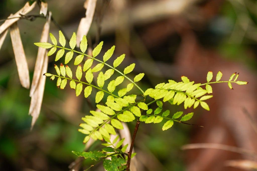 Zanthoxylum piperitum (L.) DC.