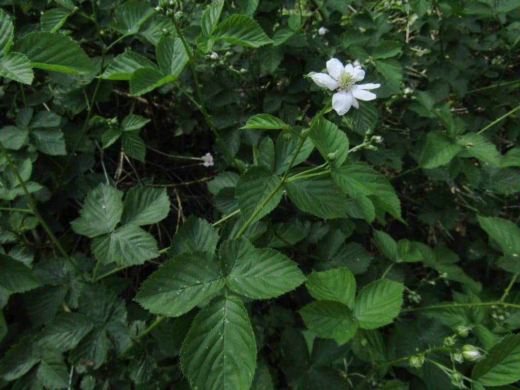 Rubus plicatus Weihe & Nees
