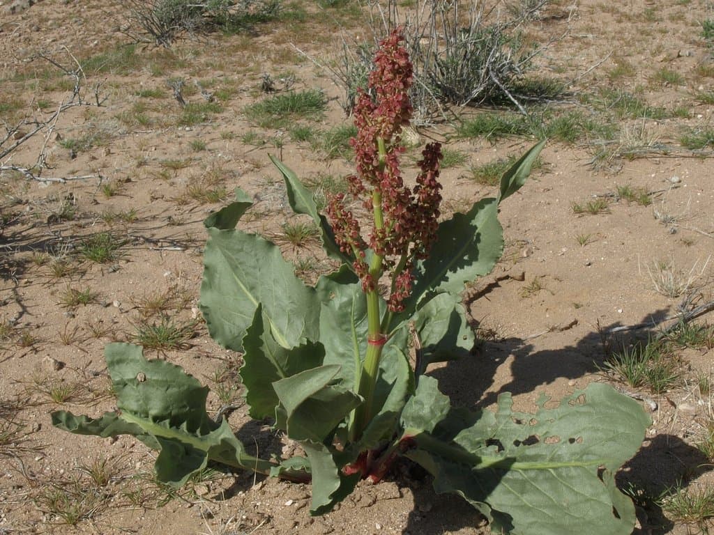 Rumex hymenosepalus Torr.