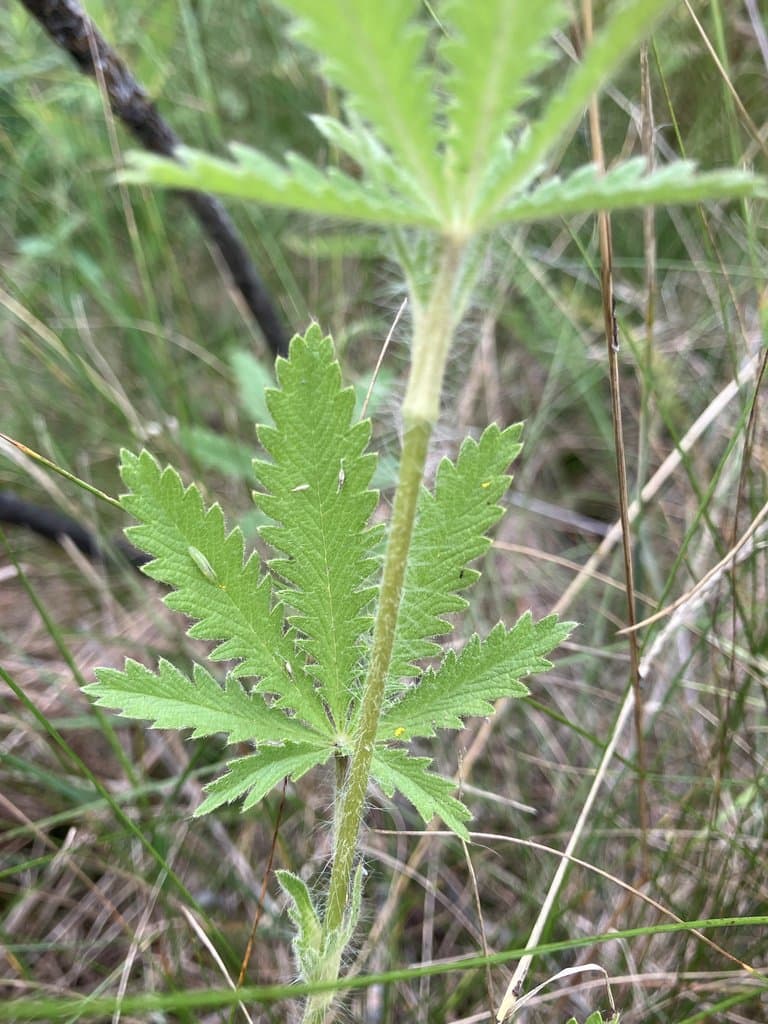 Potentilla recta L.