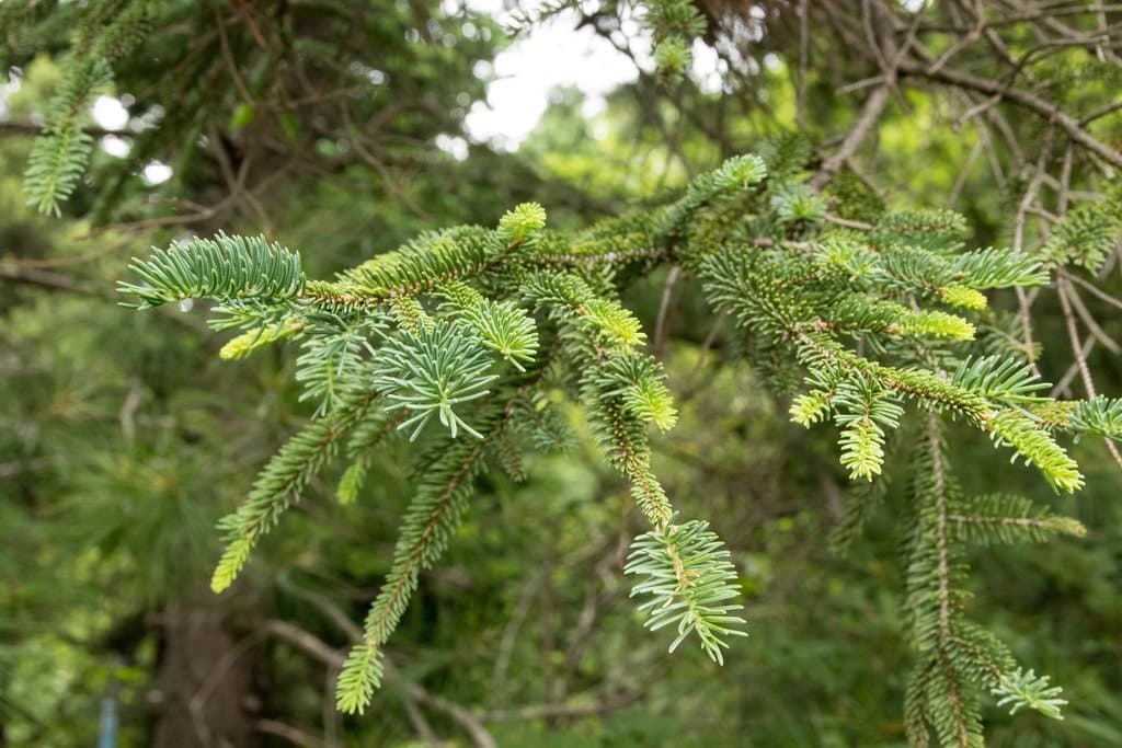 Picea koyamae Shiras.