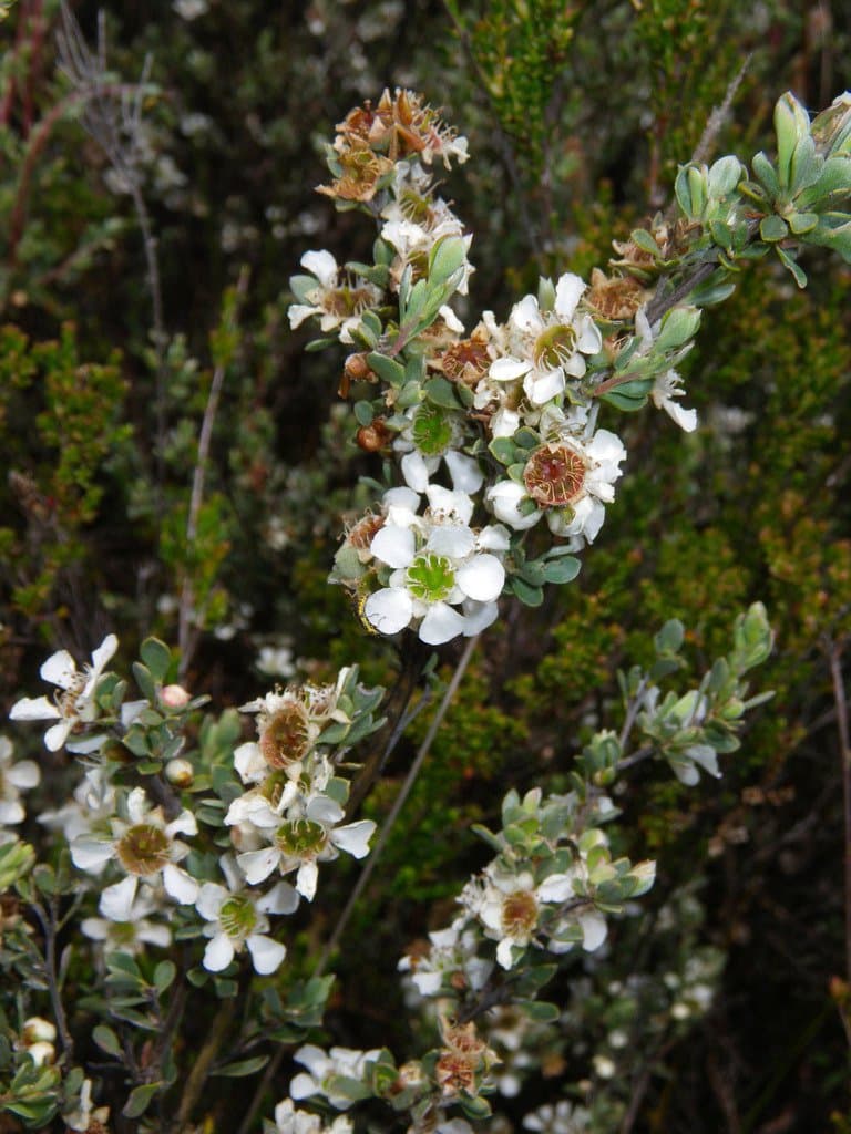 Leptospermum gregarium J.Thomps.