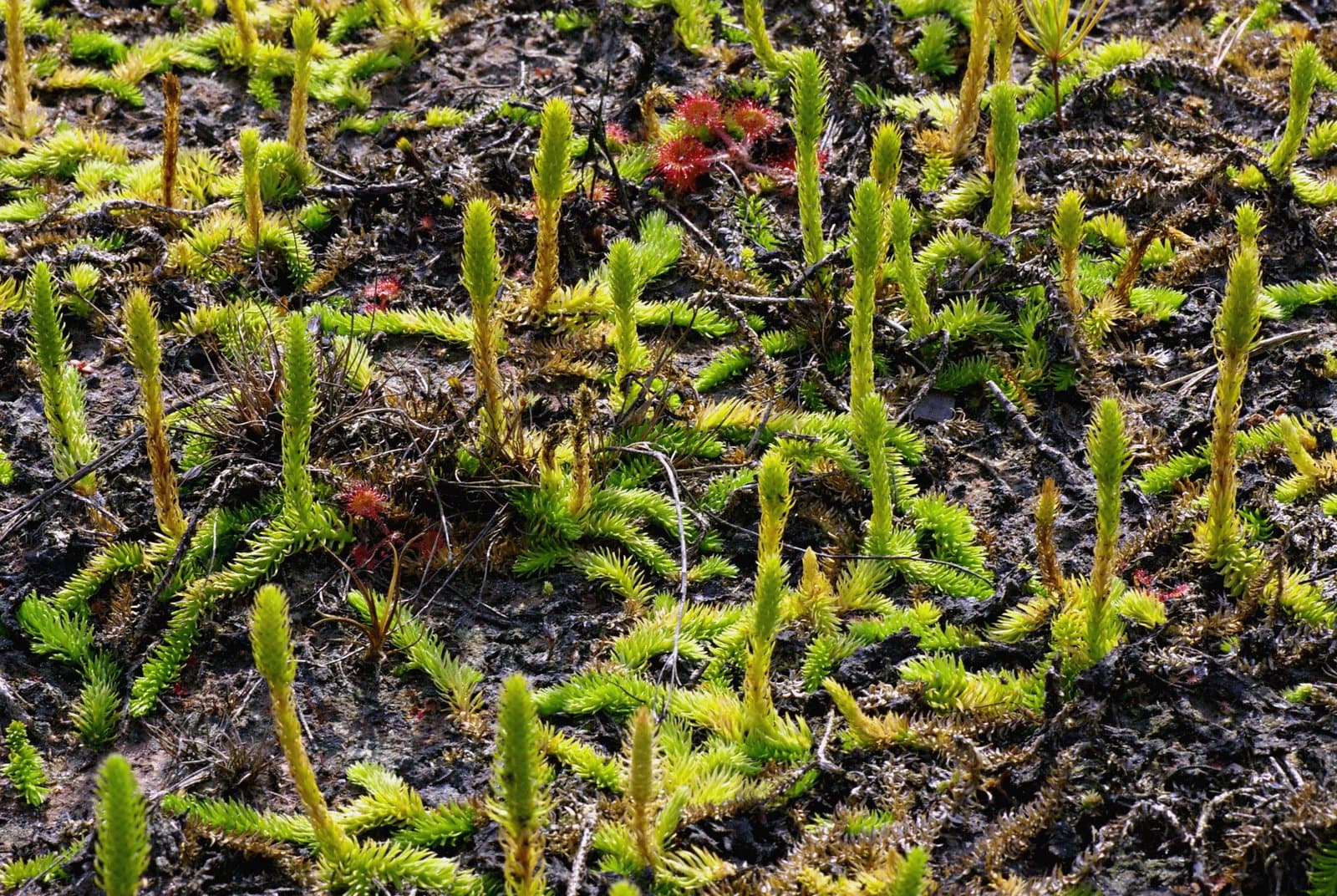 Lycopodiella inundata (L.) Holub