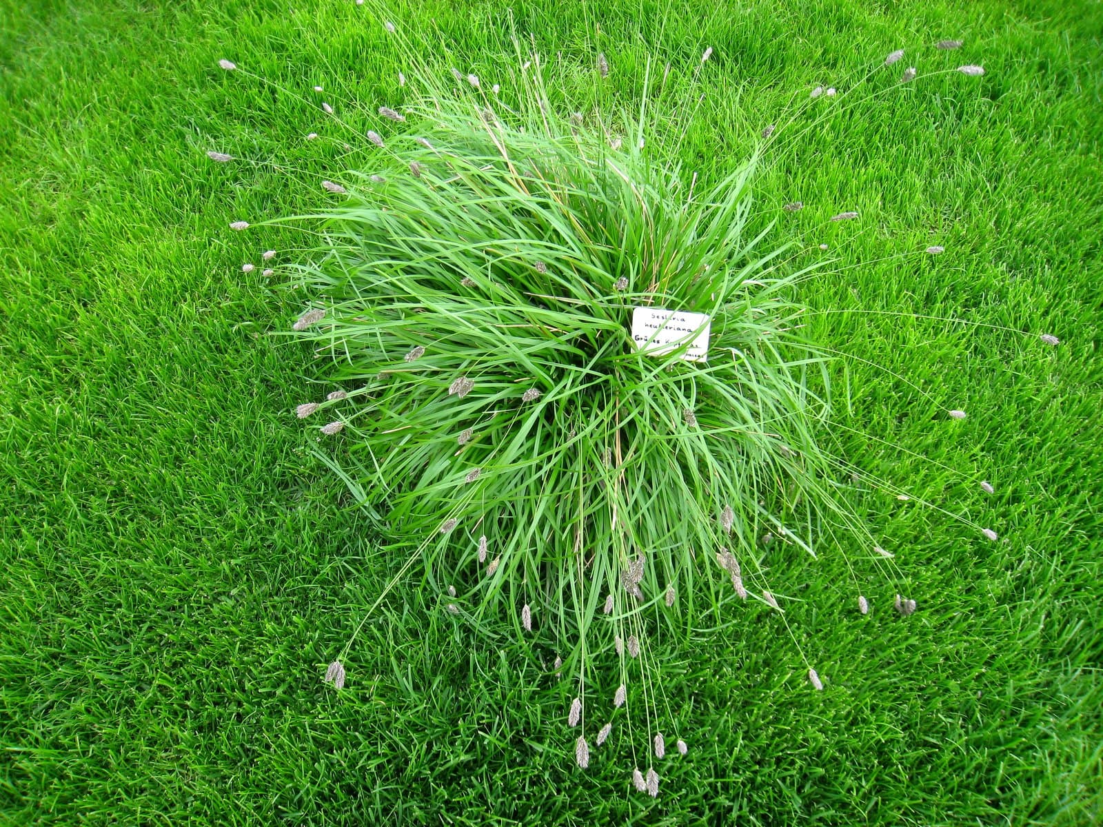 Sesleria heufleriana Schur